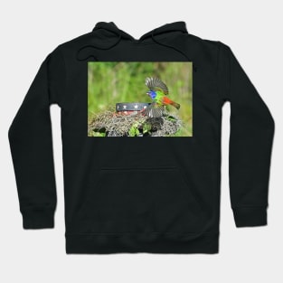 Painted Bunting Bird in Flight Hoodie